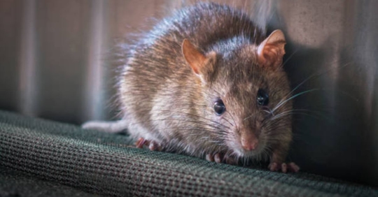rodent in home