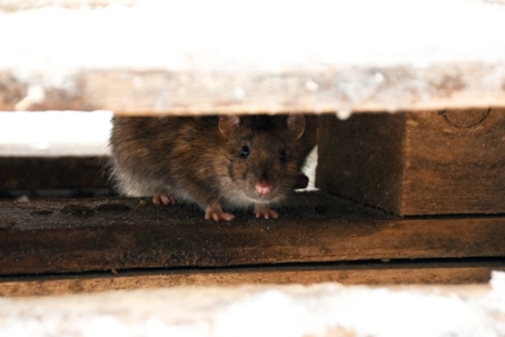 Mouse hiding under stairs