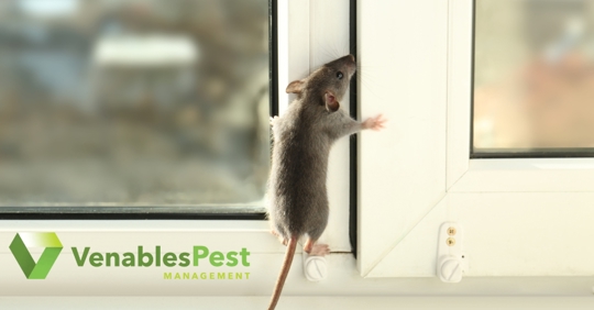 A small gray mouse stands on its hind legs, trying to climb a white window frame.