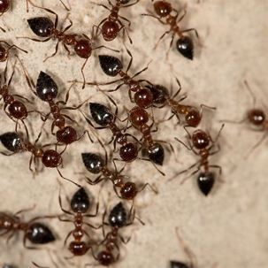 Carpenter Ants Blog Image