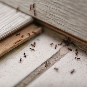 Odorous House Ants Blog Image