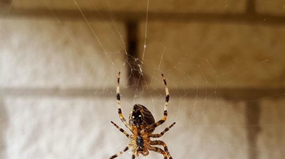 November 2013 Blogs | Olympia Pest Control