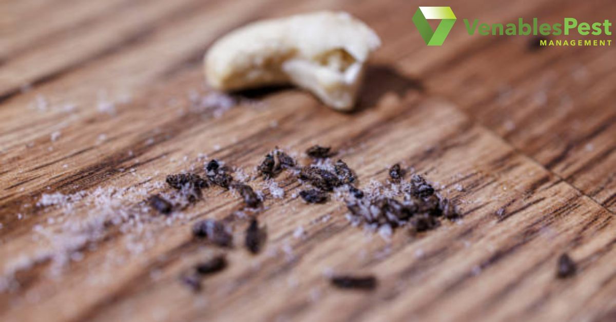 Signs of Rodent Infestation: How to Spot Them Early