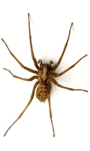 Giant House Spider