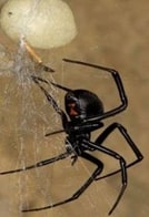 Black Widow Spider