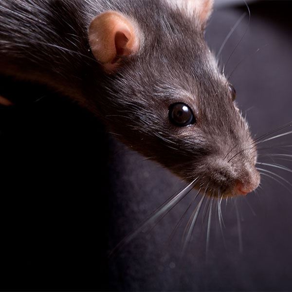Phoenix Oh Rats Oh Rats! | Venables Pest Management