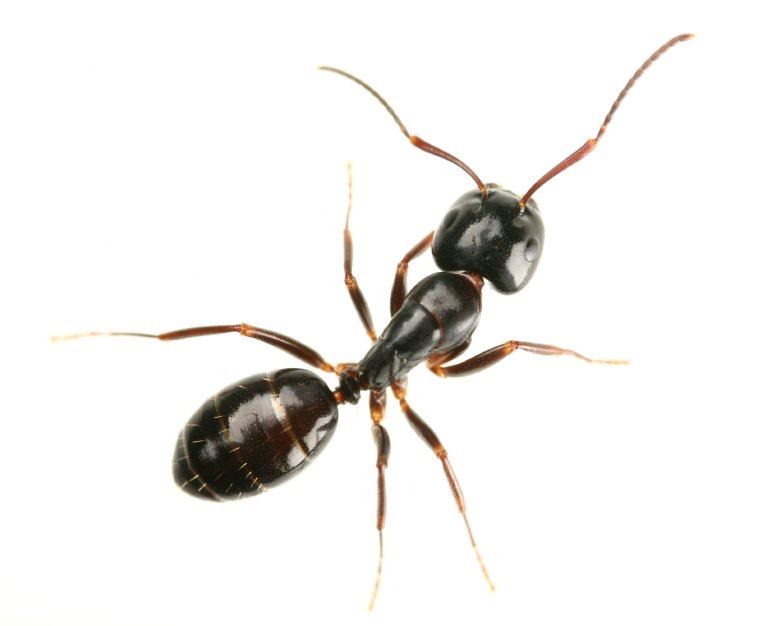 Moisture-ant